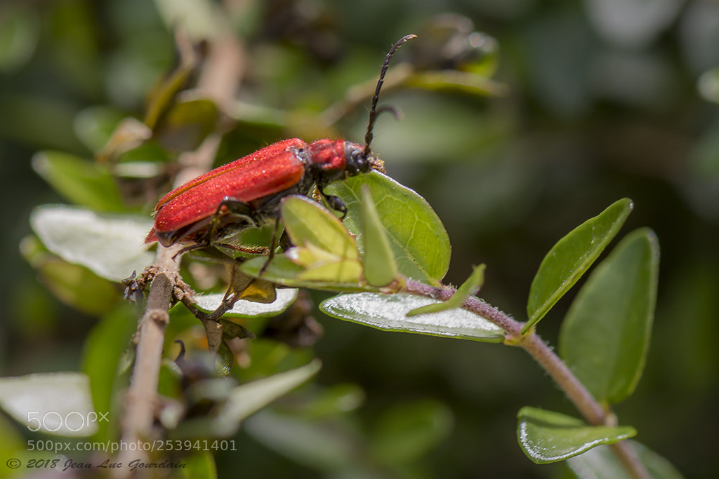Nikon D7200 sample photo. ? photography
