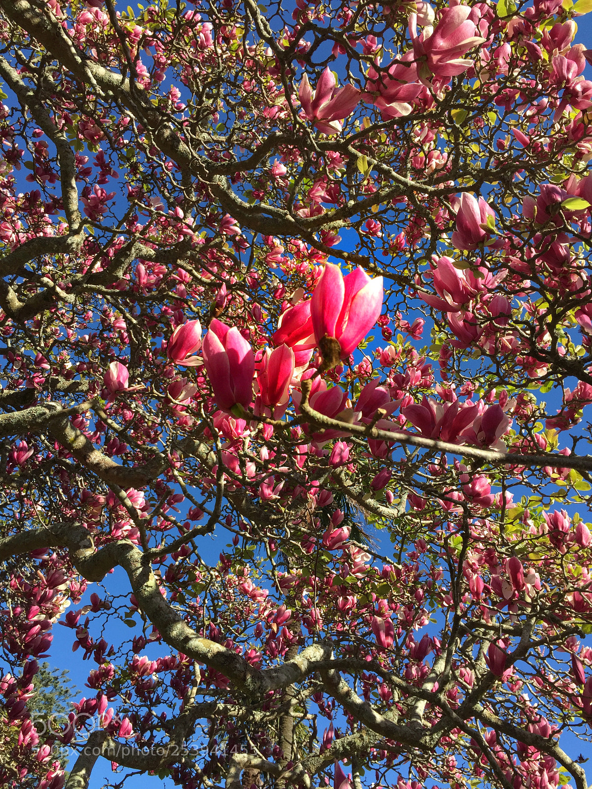 Apple iPhone 6 sample photo. Flowers in the sky photography