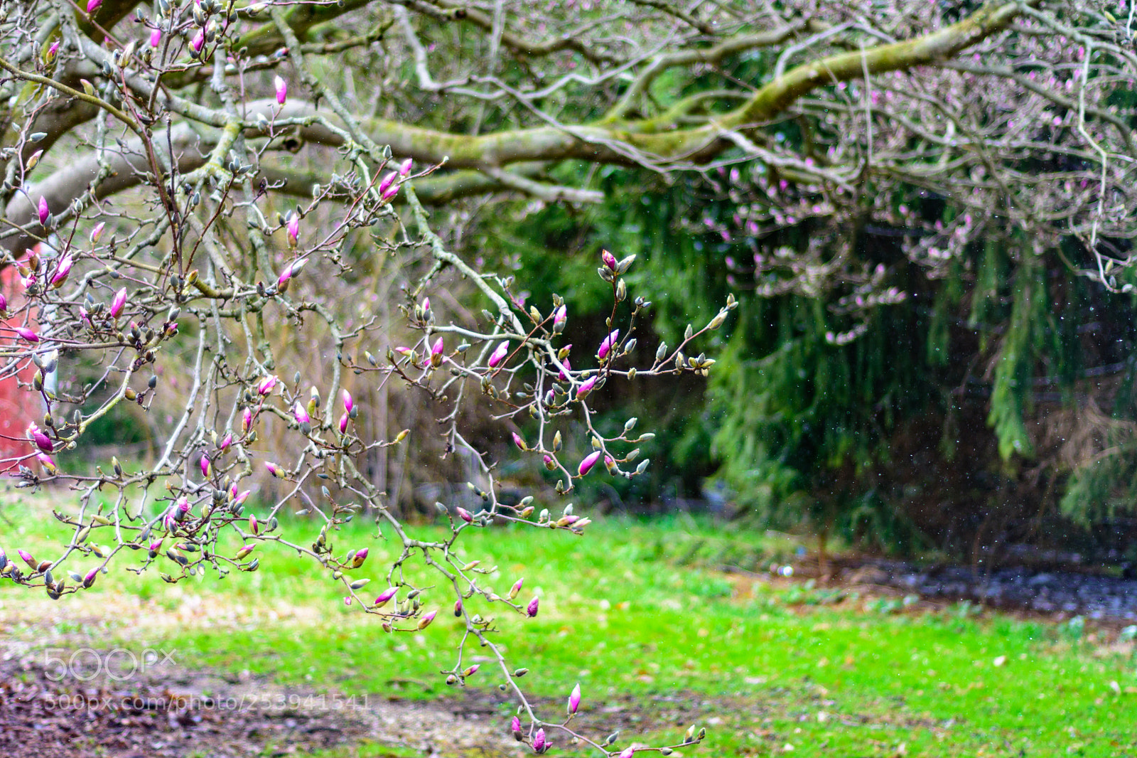 Nikon D7200 sample photo. Magnolia photography