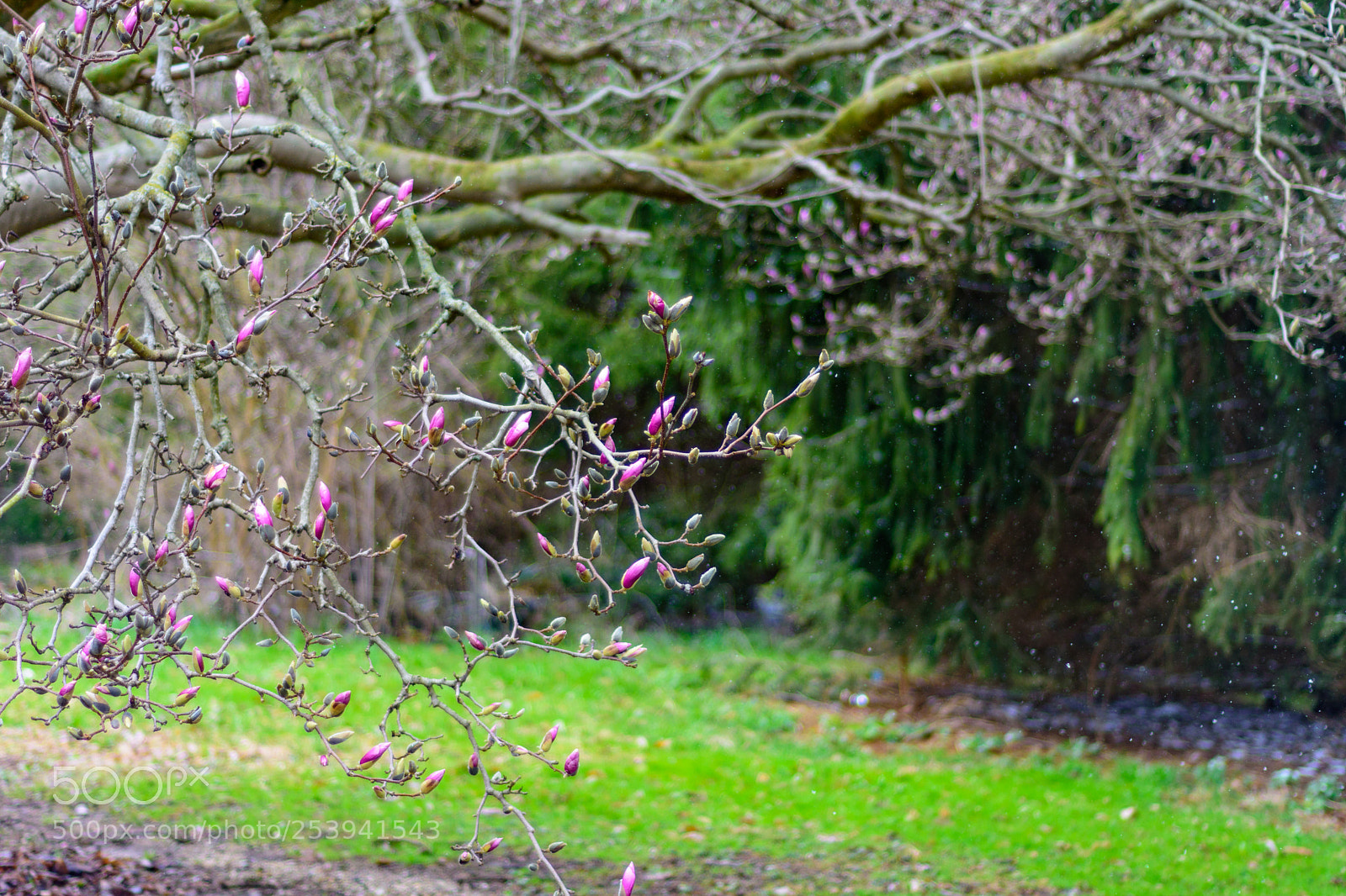Nikon D7200 sample photo. Magnolia photography