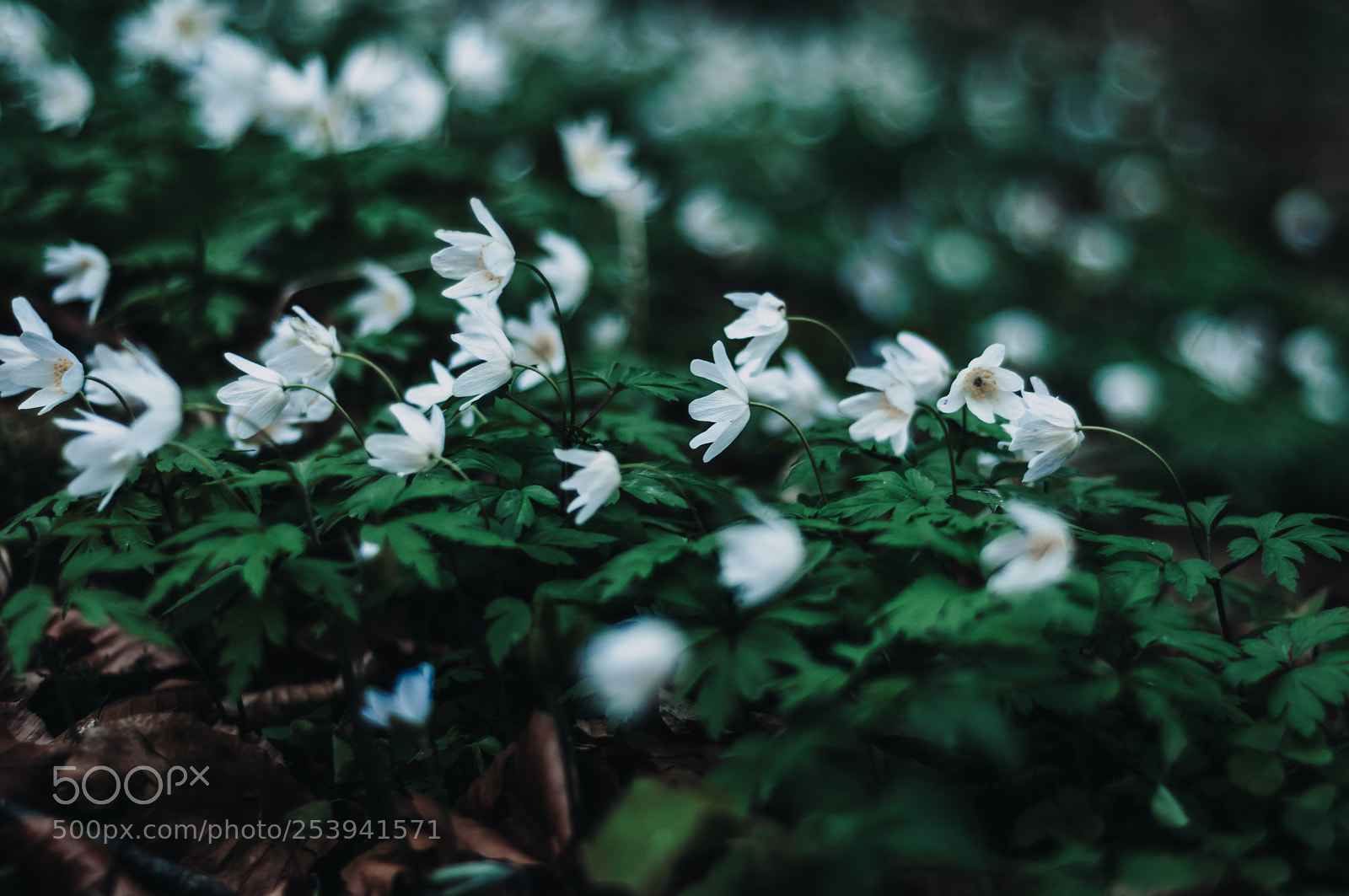 Nikon D90 sample photo. White mystical photography