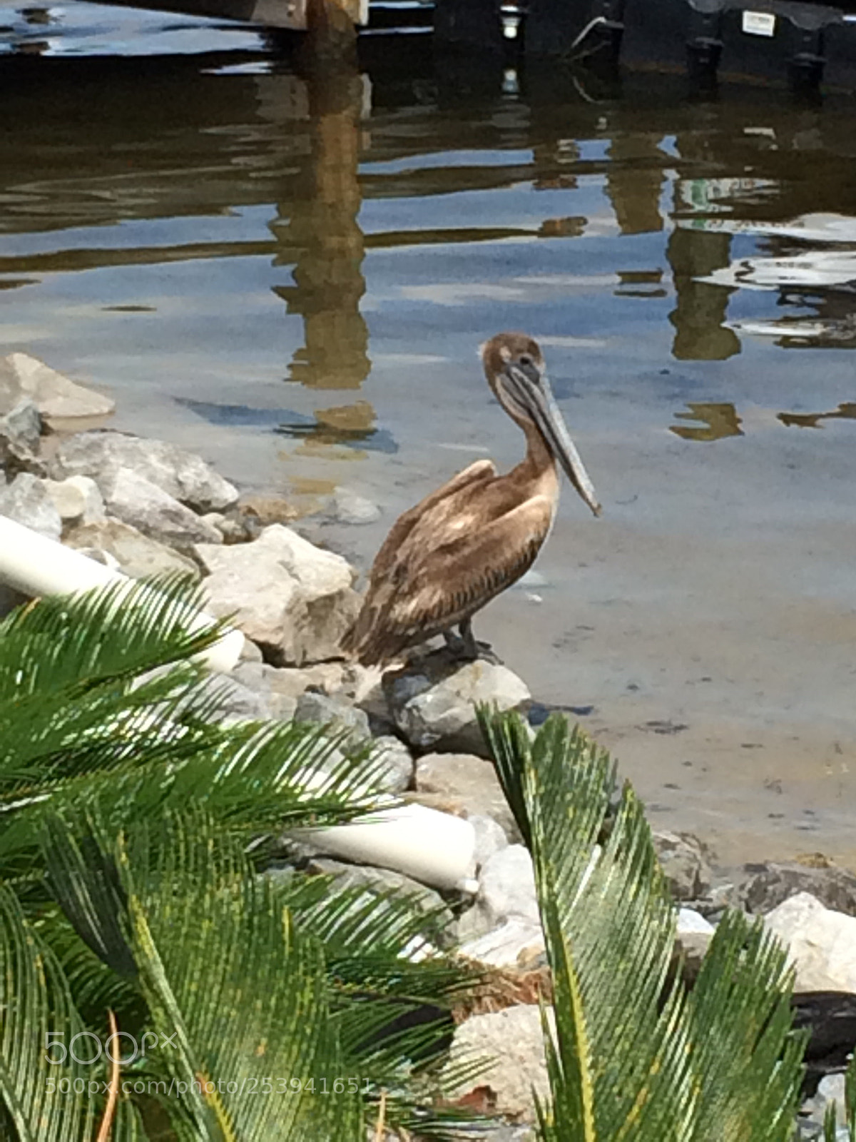 Apple iPhone 5s sample photo. Pelican  photography