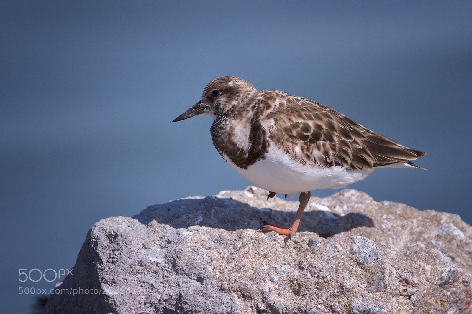 Canon EOS 7D sample photo. Ruddy turnstone photography