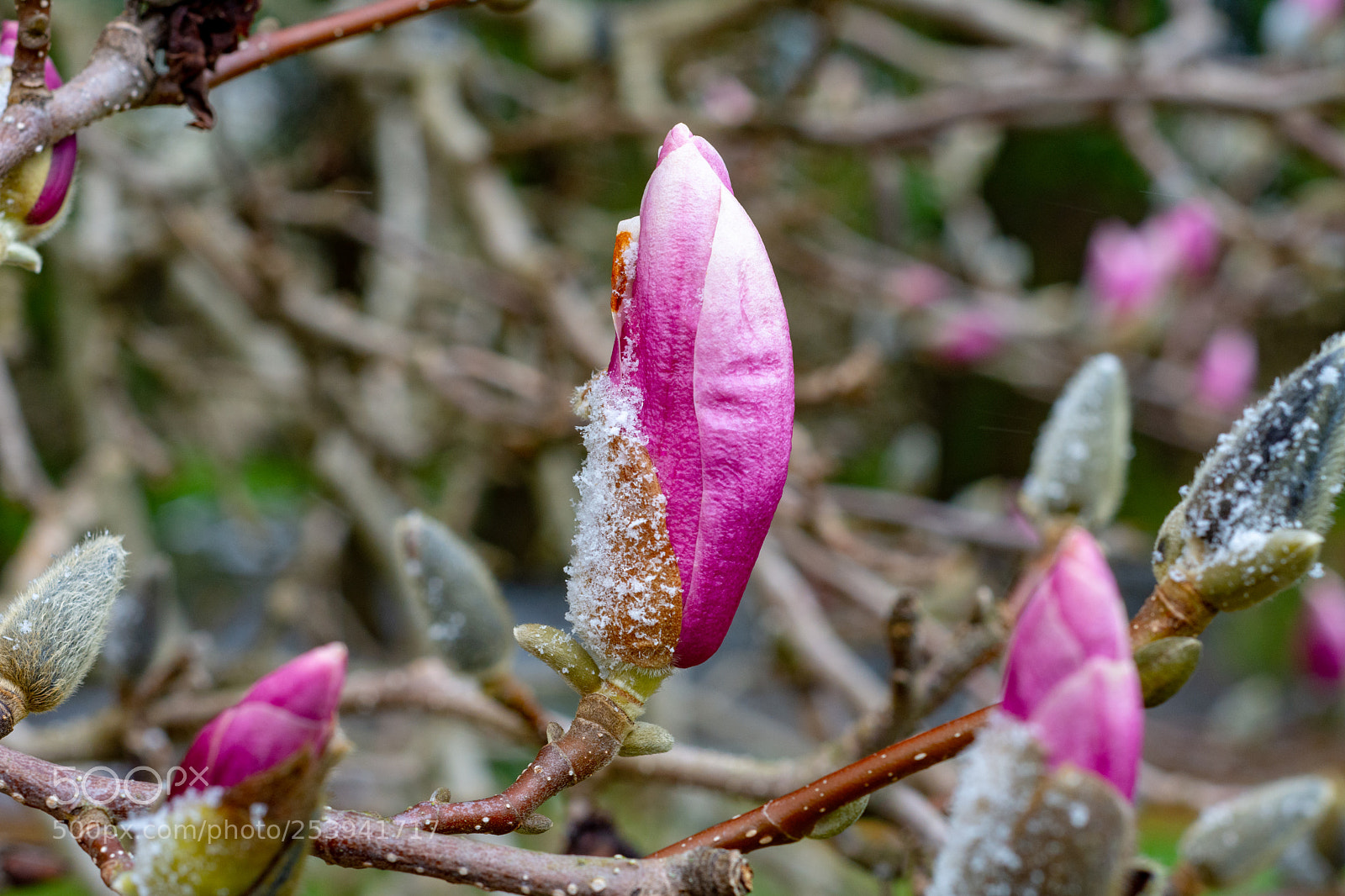 Nikon D7200 sample photo. Magnolia photography