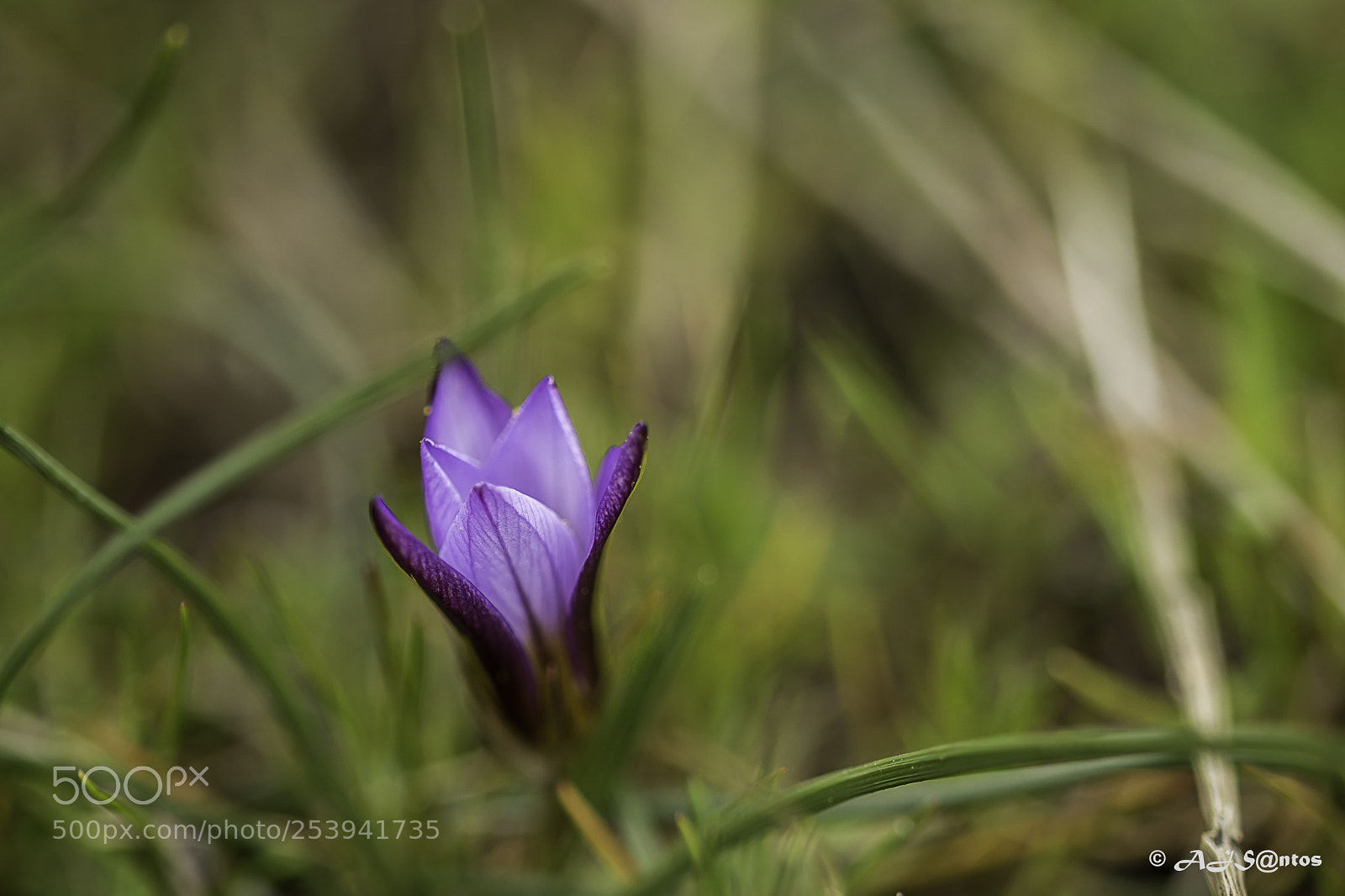 Nikon D7200 sample photo. Ensaios de primavera photography
