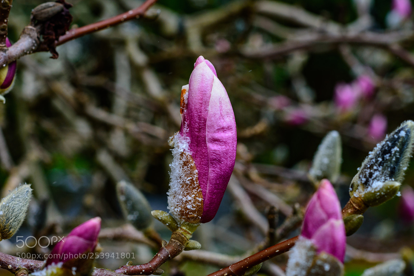Nikon D7200 sample photo. Magnolia photography