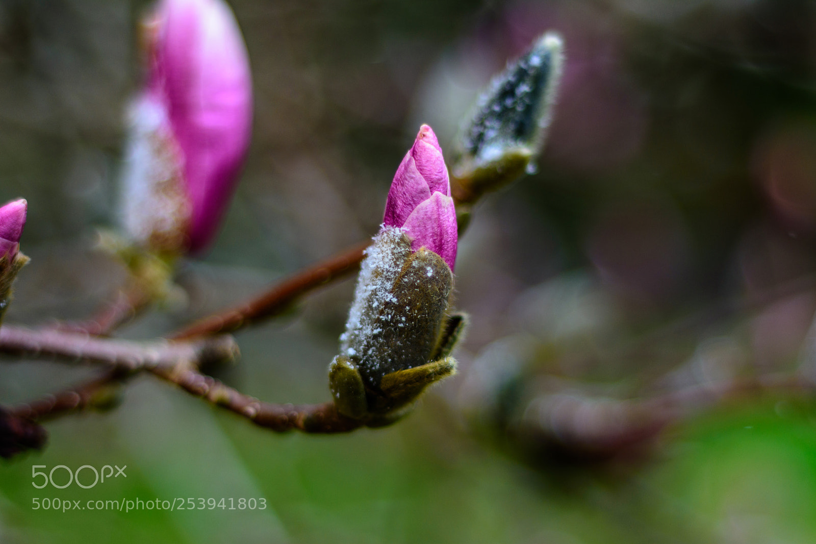 Nikon D7200 sample photo. Magnolia photography