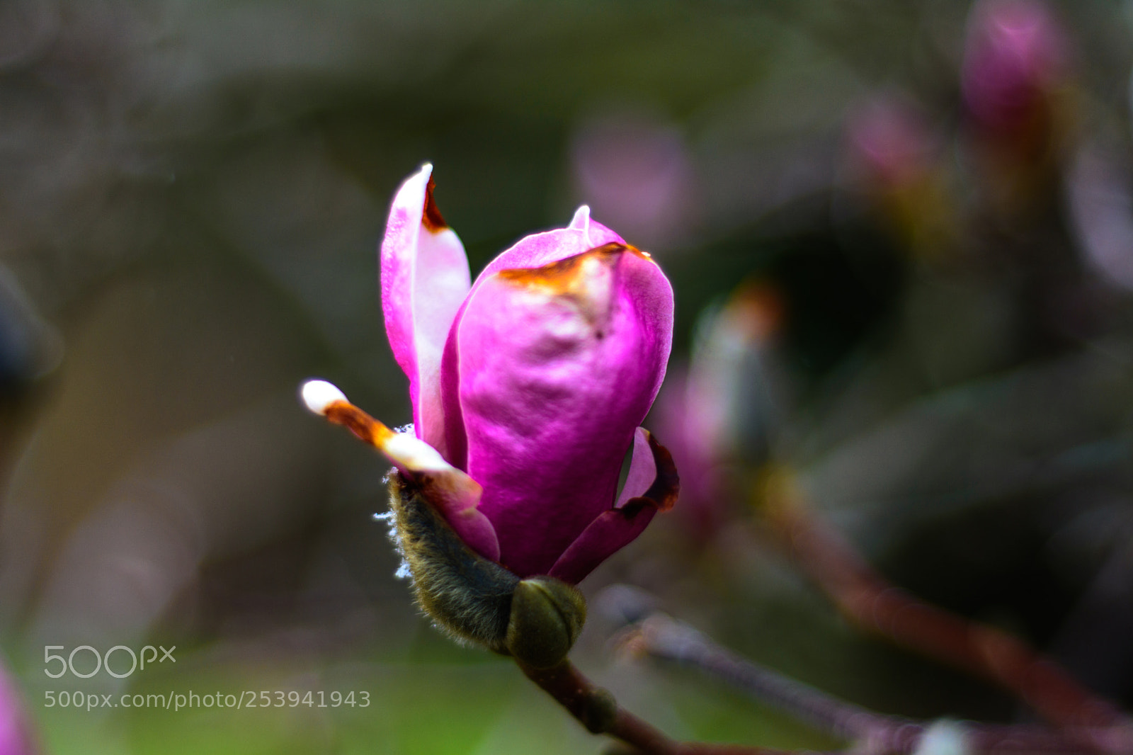 Nikon D7200 sample photo. Magnolia photography
