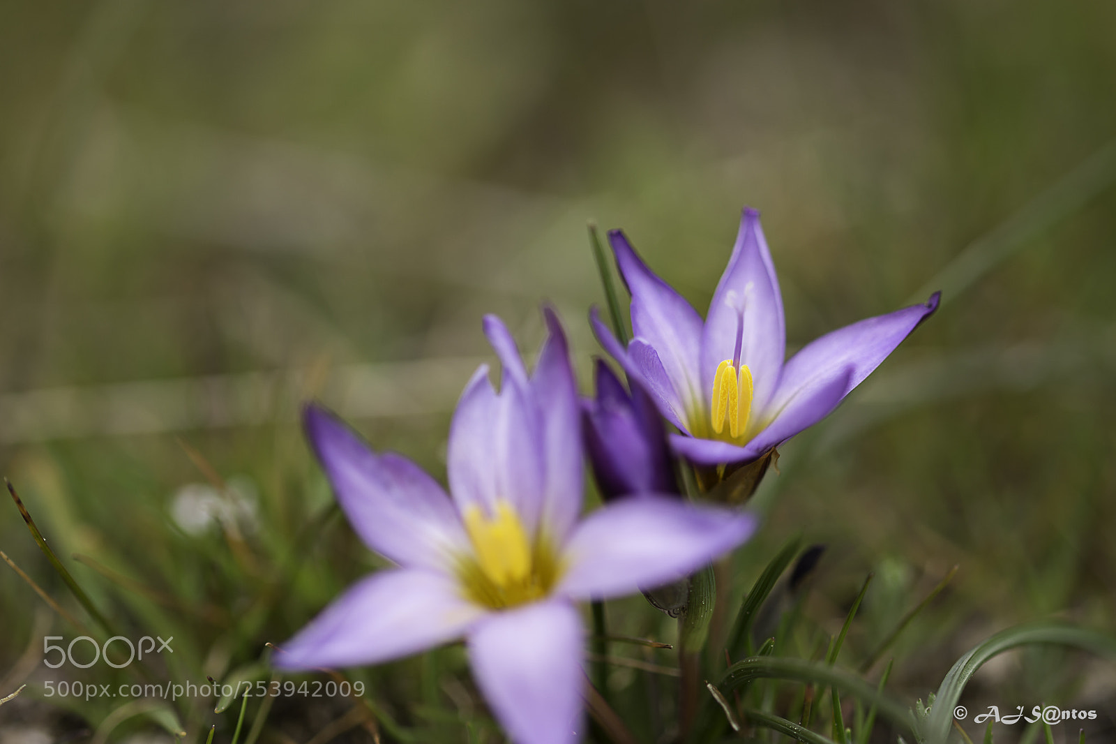 Nikon D7200 sample photo. Ensaios de primavera i photography