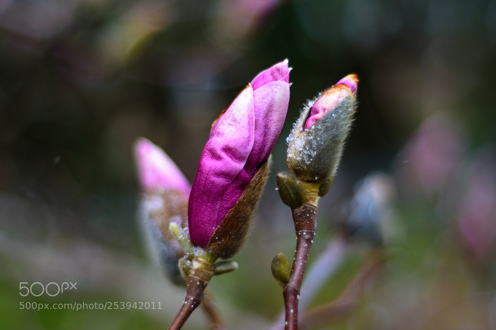 Nikon D7200 sample photo. Magnolia photography