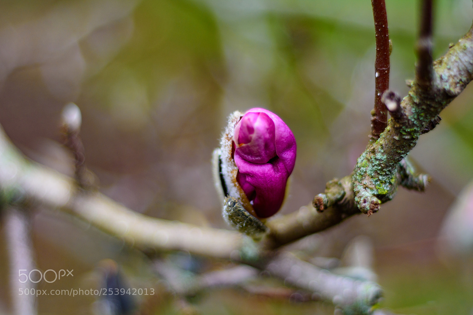 Nikon D7200 sample photo. Magnolia photography