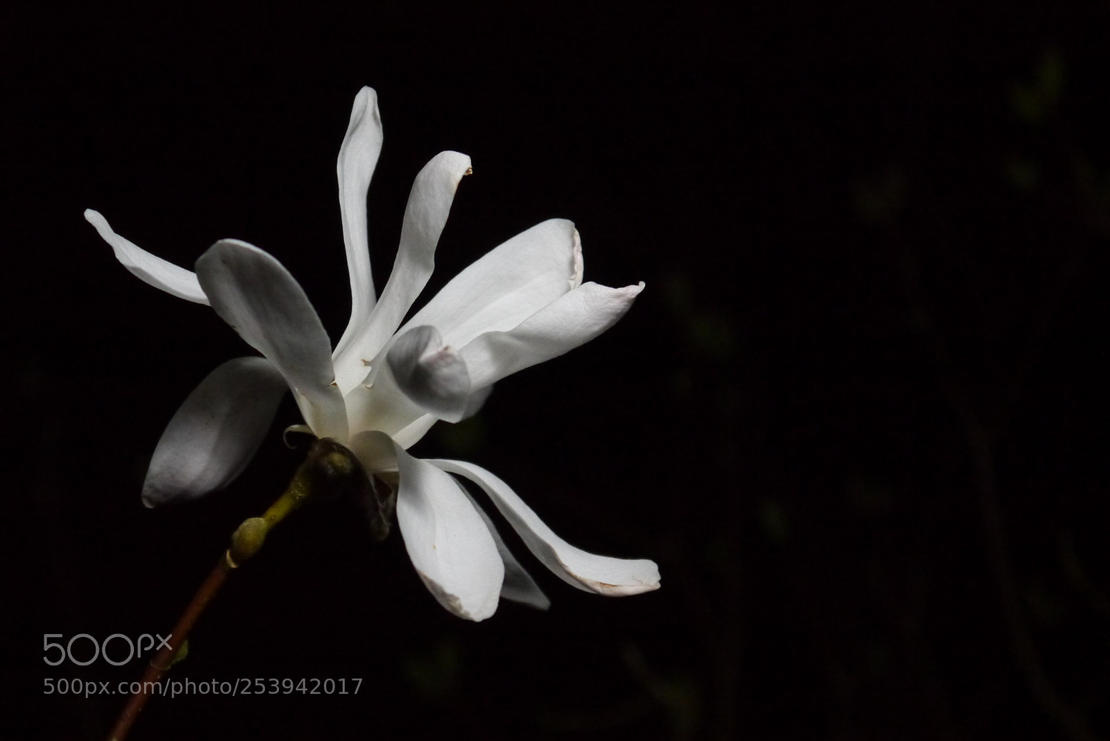 Panasonic Lumix DMC-G3 sample photo. Stellata photography