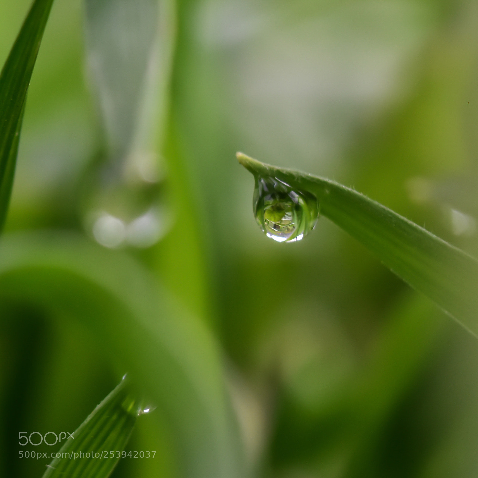 Nikon D5600 sample photo. Morning dew photography