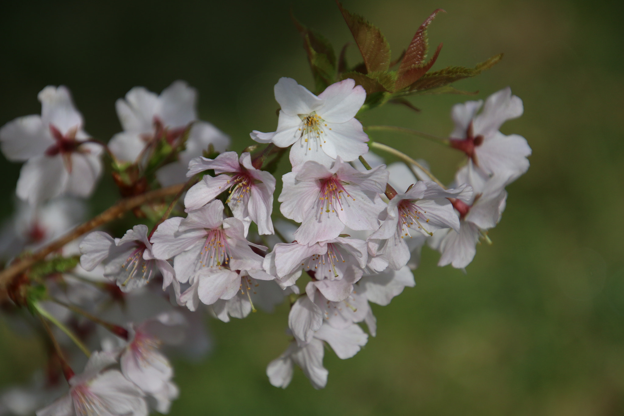 Canon EF 300mm F2.8L IS II USM sample photo. Short time beauty photography