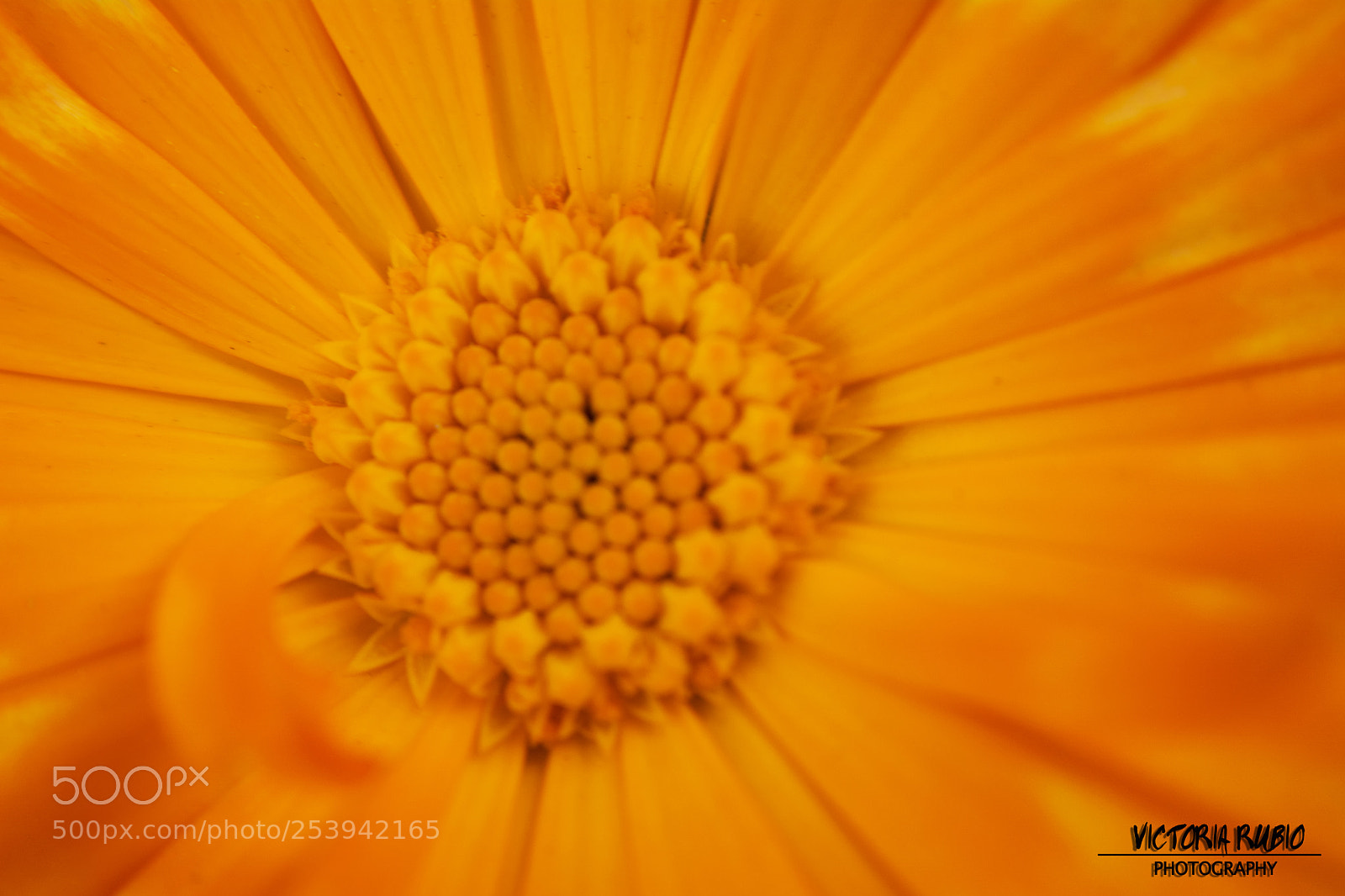 Nikon D5200 sample photo. Details 3 photography