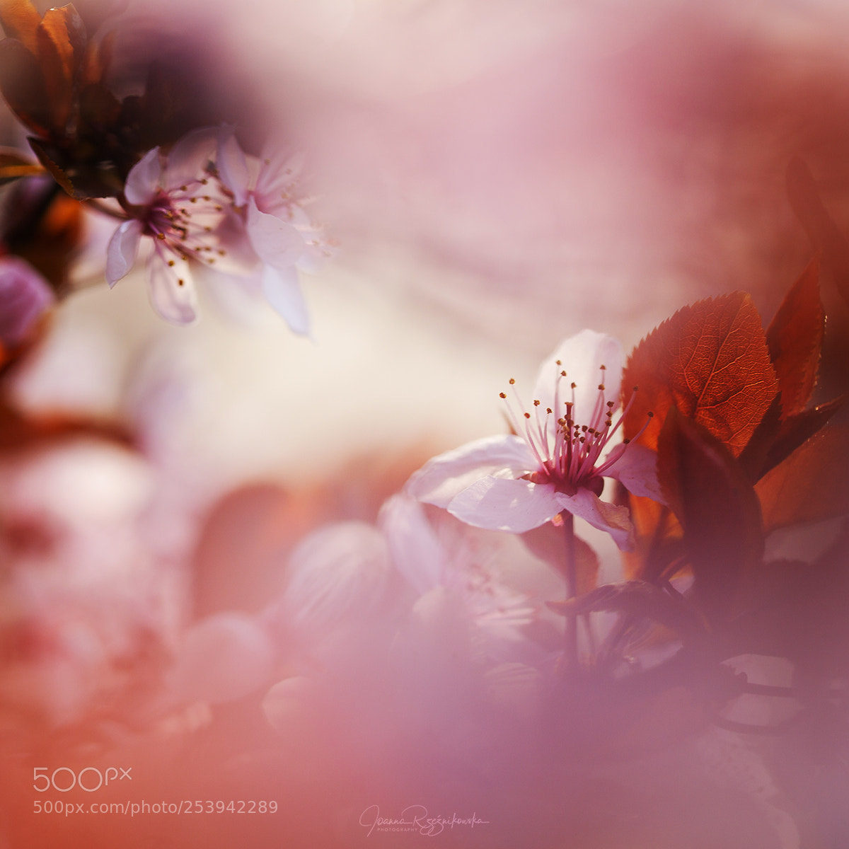 Canon EOS 5D Mark II sample photo. Beautiful life photography