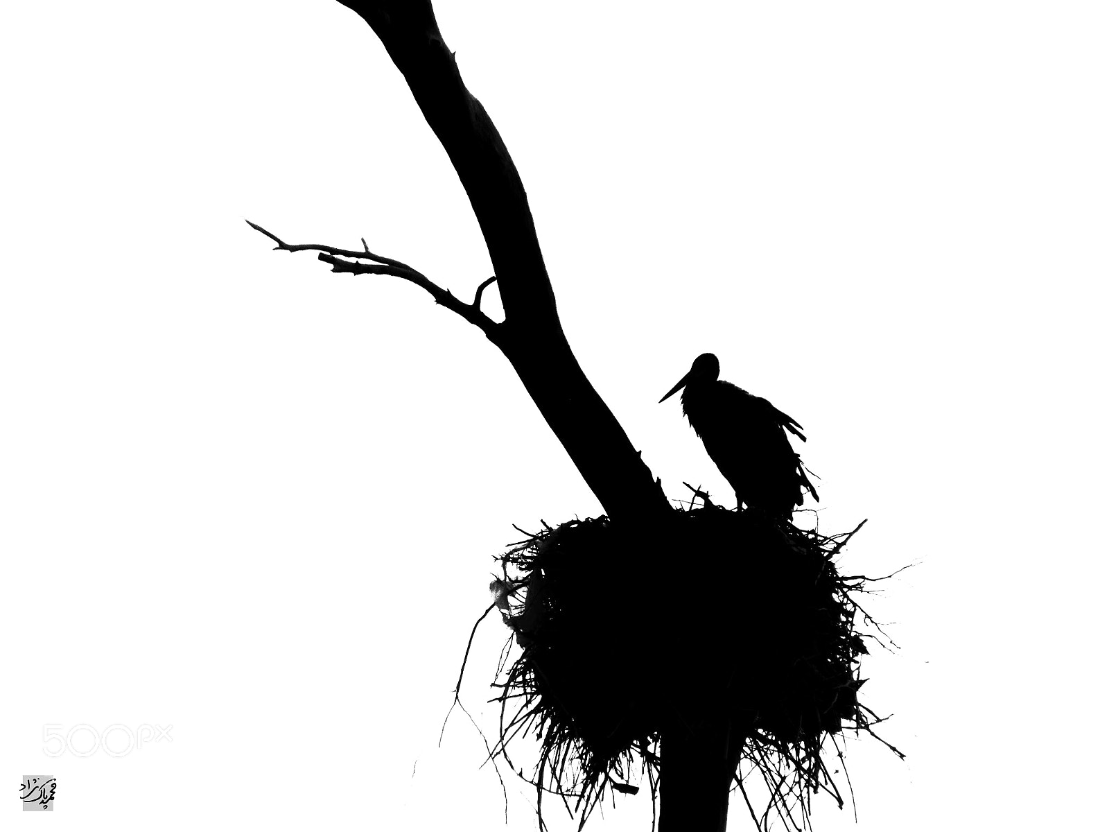 Canon PowerShot SX30 IS sample photo. Waiting stork photography