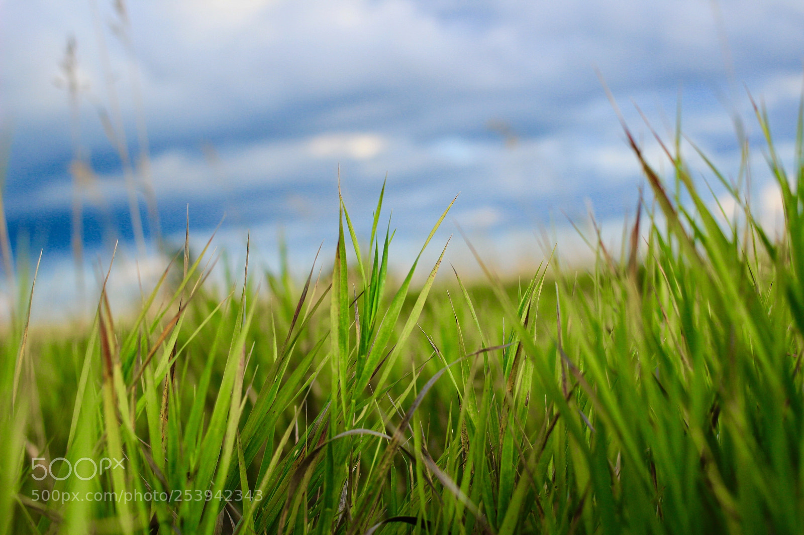 Canon EOS 600D (Rebel EOS T3i / EOS Kiss X5) sample photo. Grasslands pt. 2 photography