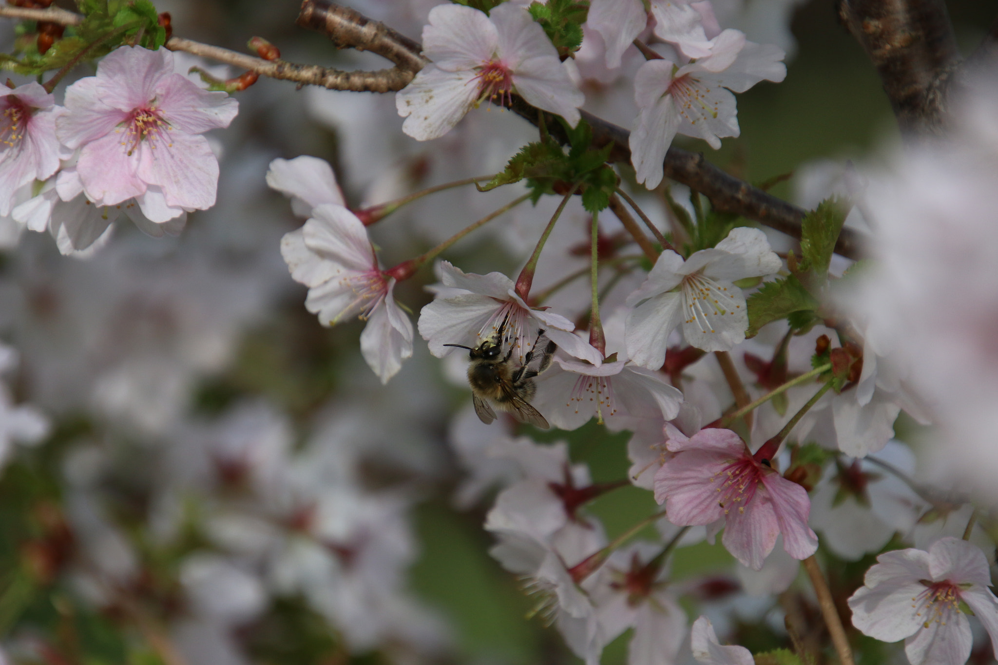 Canon EOS 70D + Canon EF 300mm F2.8L IS II USM sample photo. Food for the bees photography