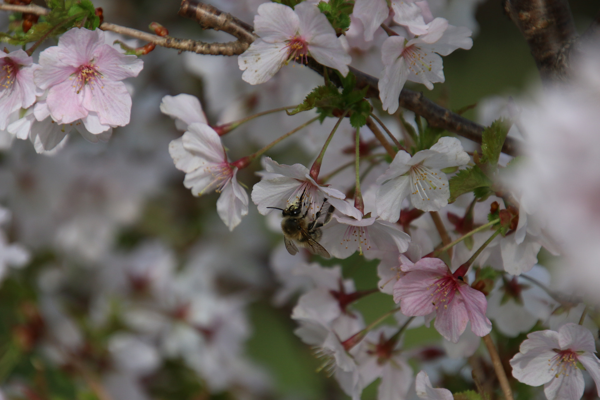 Canon EF 300mm F2.8L IS II USM sample photo. Food for the bees photography