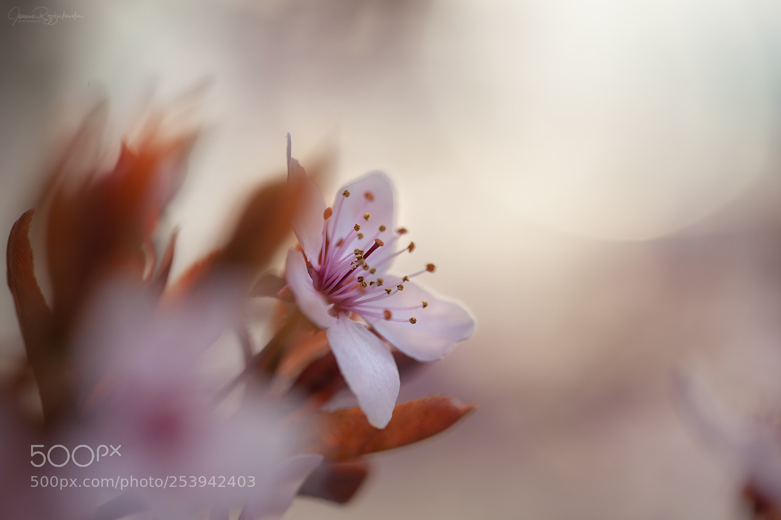 Canon EOS 5D Mark II sample photo. Beautiful life photography