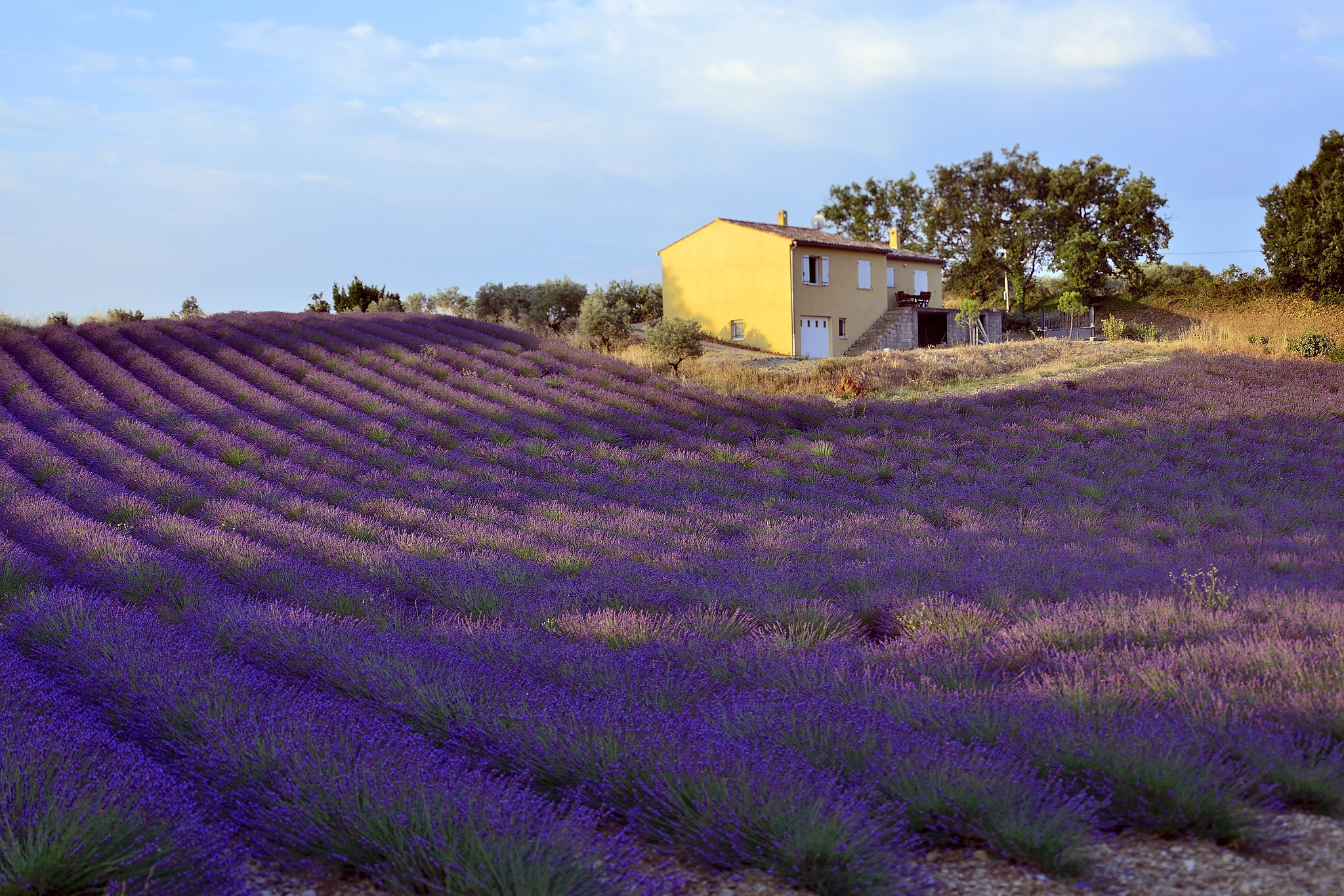 Nikon PC-E Nikkor 45mm F2.8D ED Tilt-Shift sample photo. Lavander fields photography