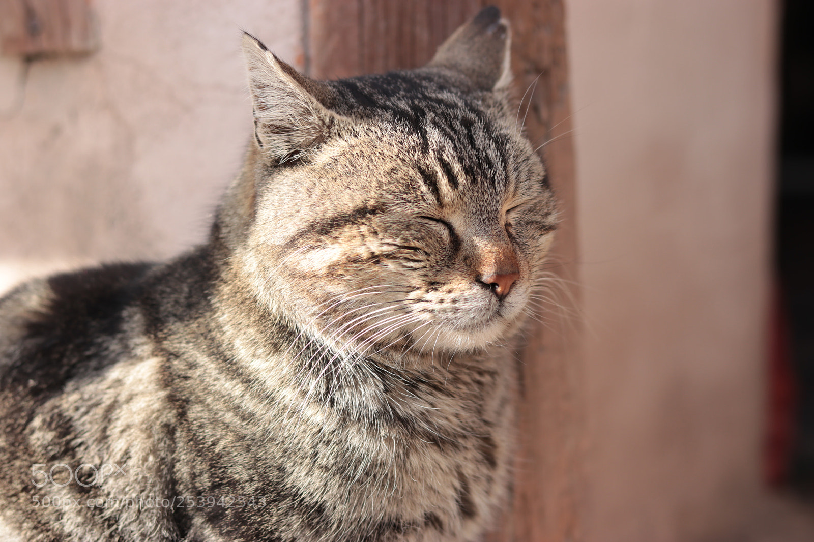 Canon EOS 80D + Canon EF 50mm F1.8 STM sample photo. Cute cat photography