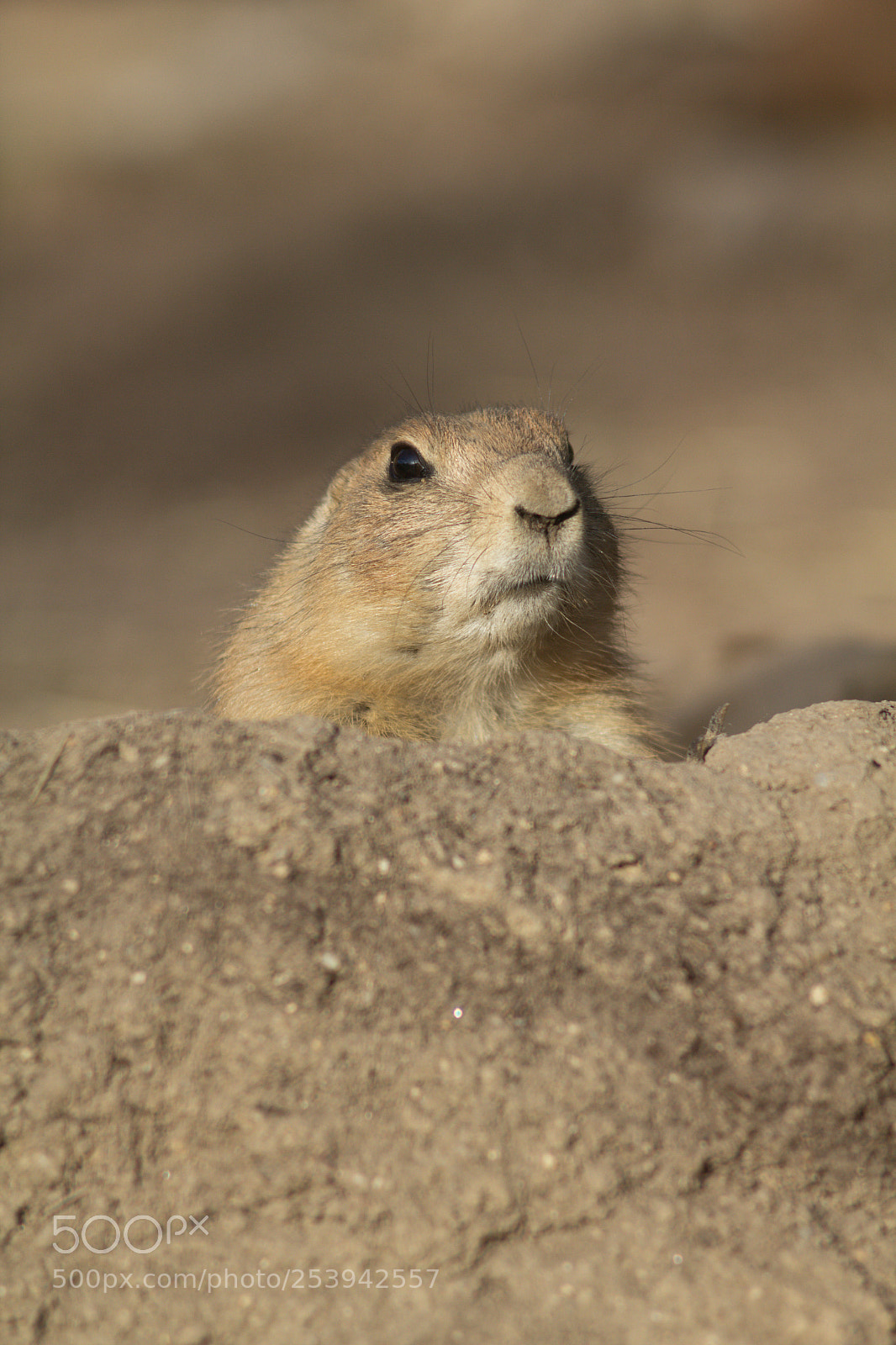 Canon EOS 60D sample photo. Cynomys photography