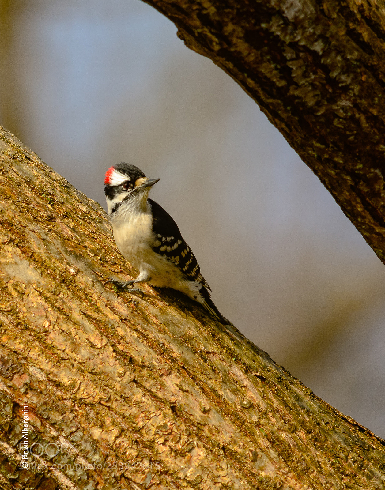 Nikon D7100 sample photo. Downy woodpecker photography