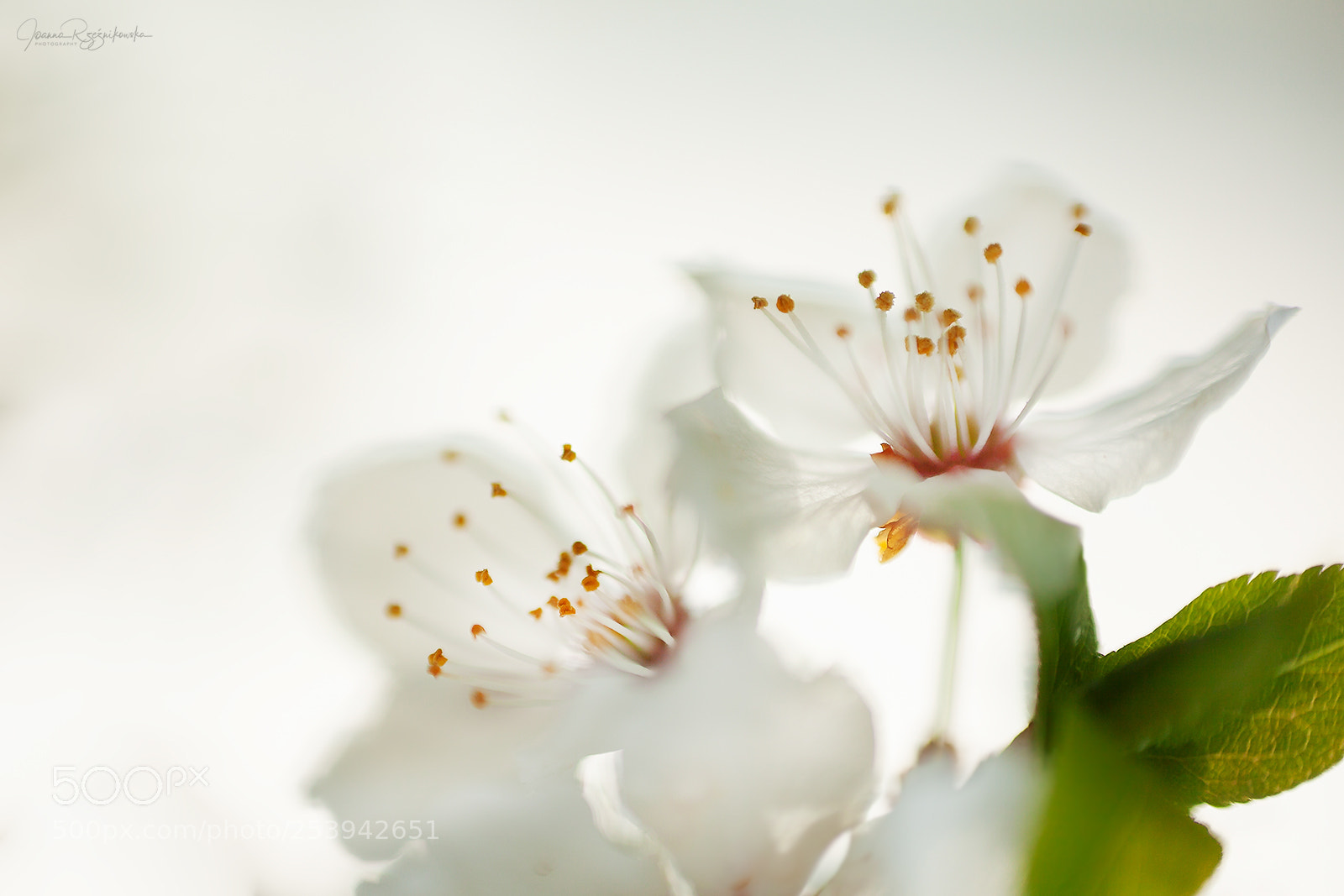Canon EOS 5D Mark II sample photo. Beautiful life photography