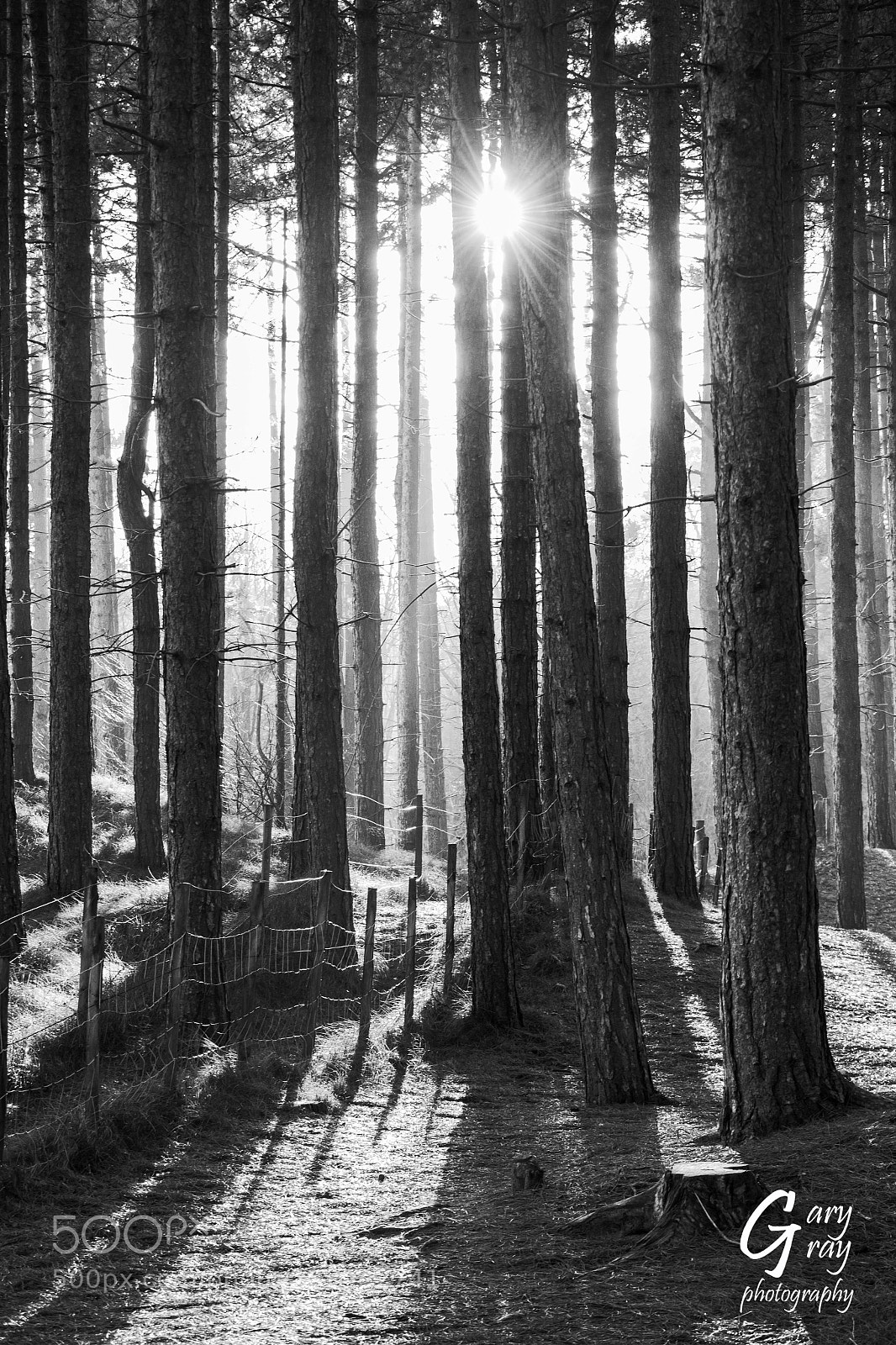 Canon EOS 7D Mark II sample photo. Formby woods photography