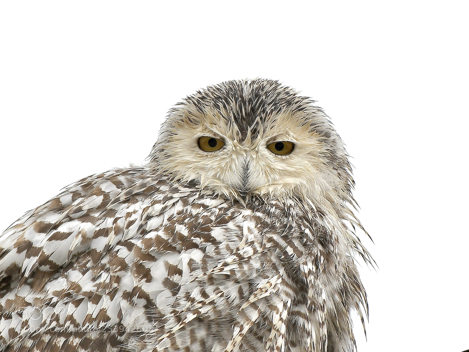 Nikon D500 sample photo. Wet snowy owl portrait photography
