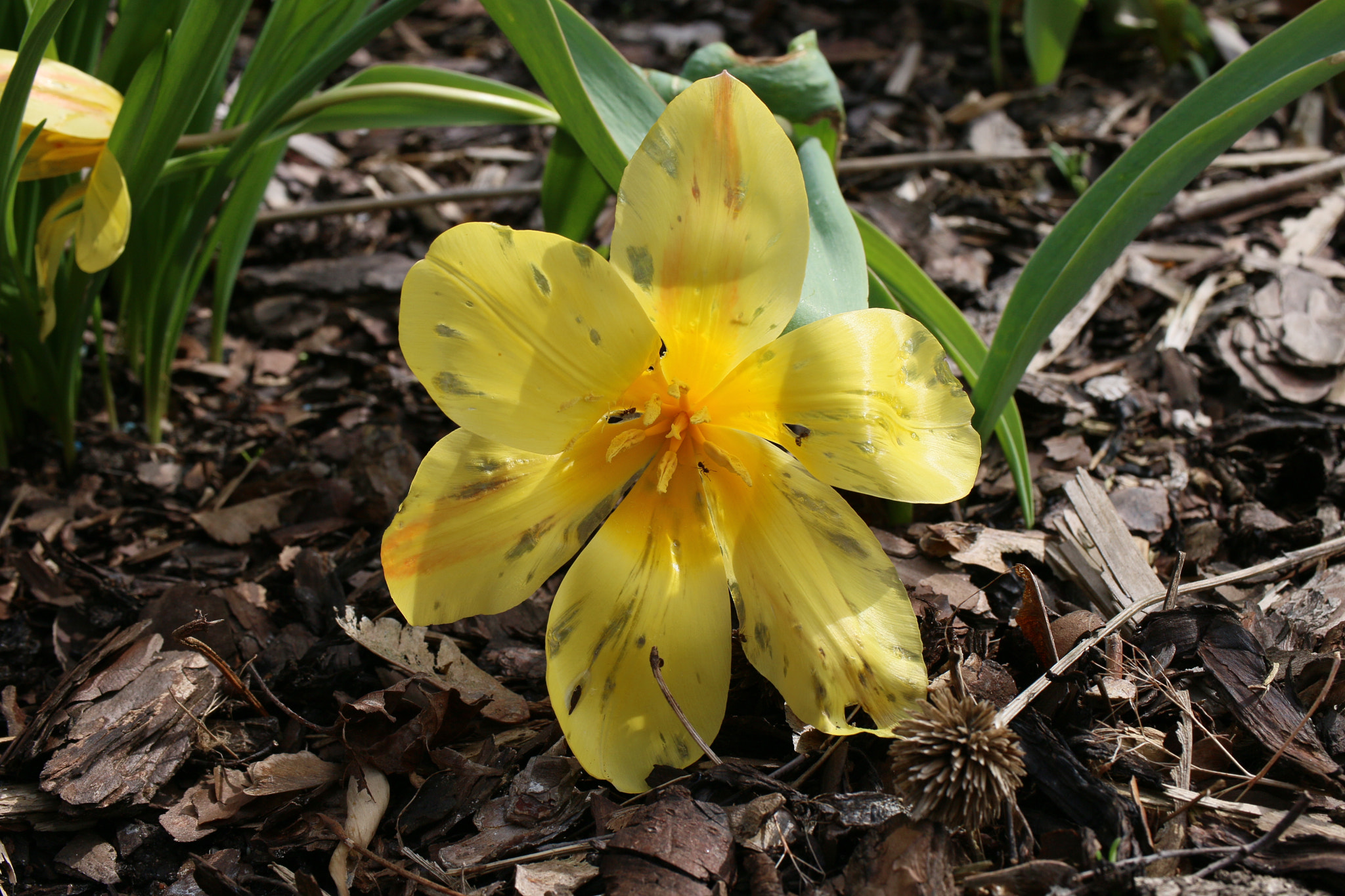 Canon EF-S 35mm F2.8 Macro IS STM sample photo. Yesterdays beauty photography
