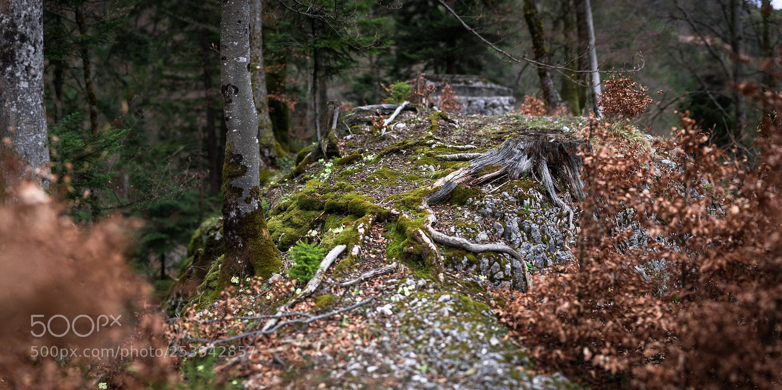 Nikon D810 sample photo. Mossy place photography