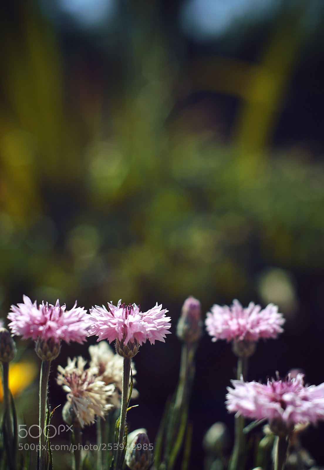 Nikon D80 sample photo. In bloom photography