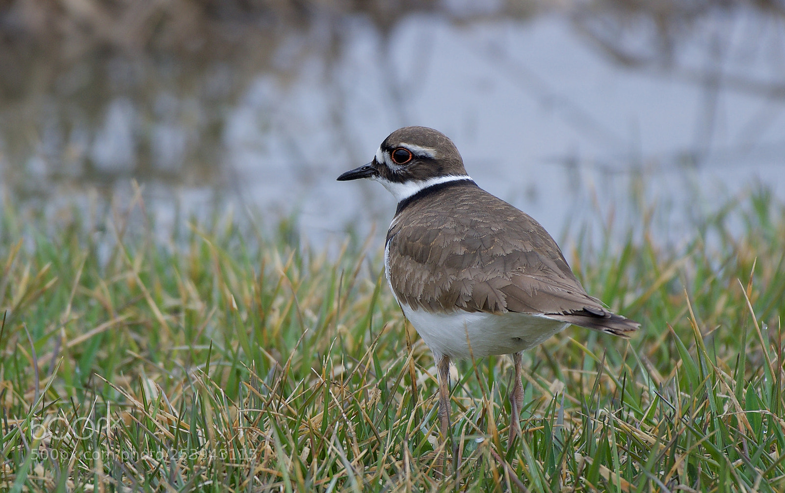 Nikon D500 sample photo. Killdeer portrait photography