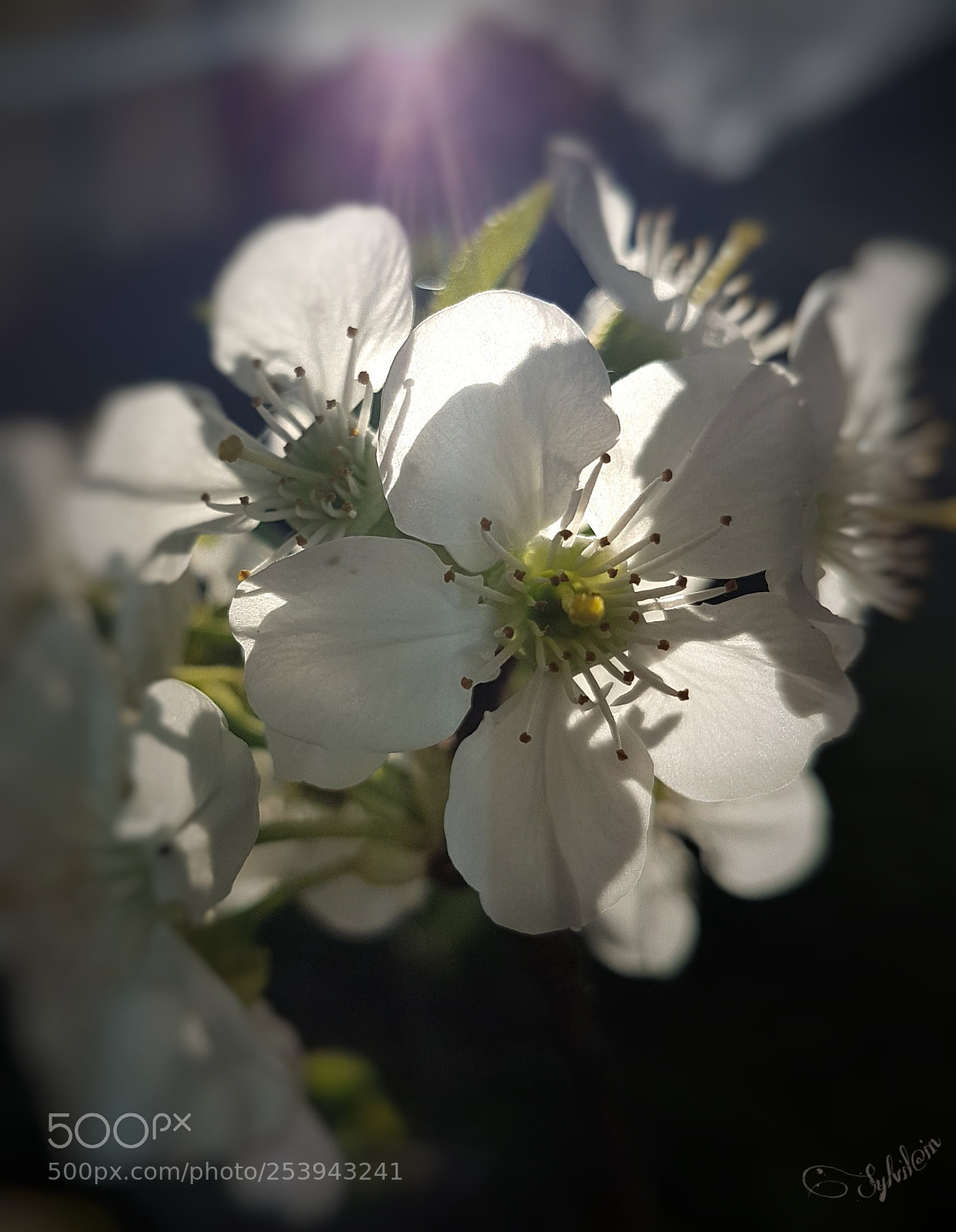 Samsung Galaxy S7 Edge sample photo. Fleurs de cerisier photography