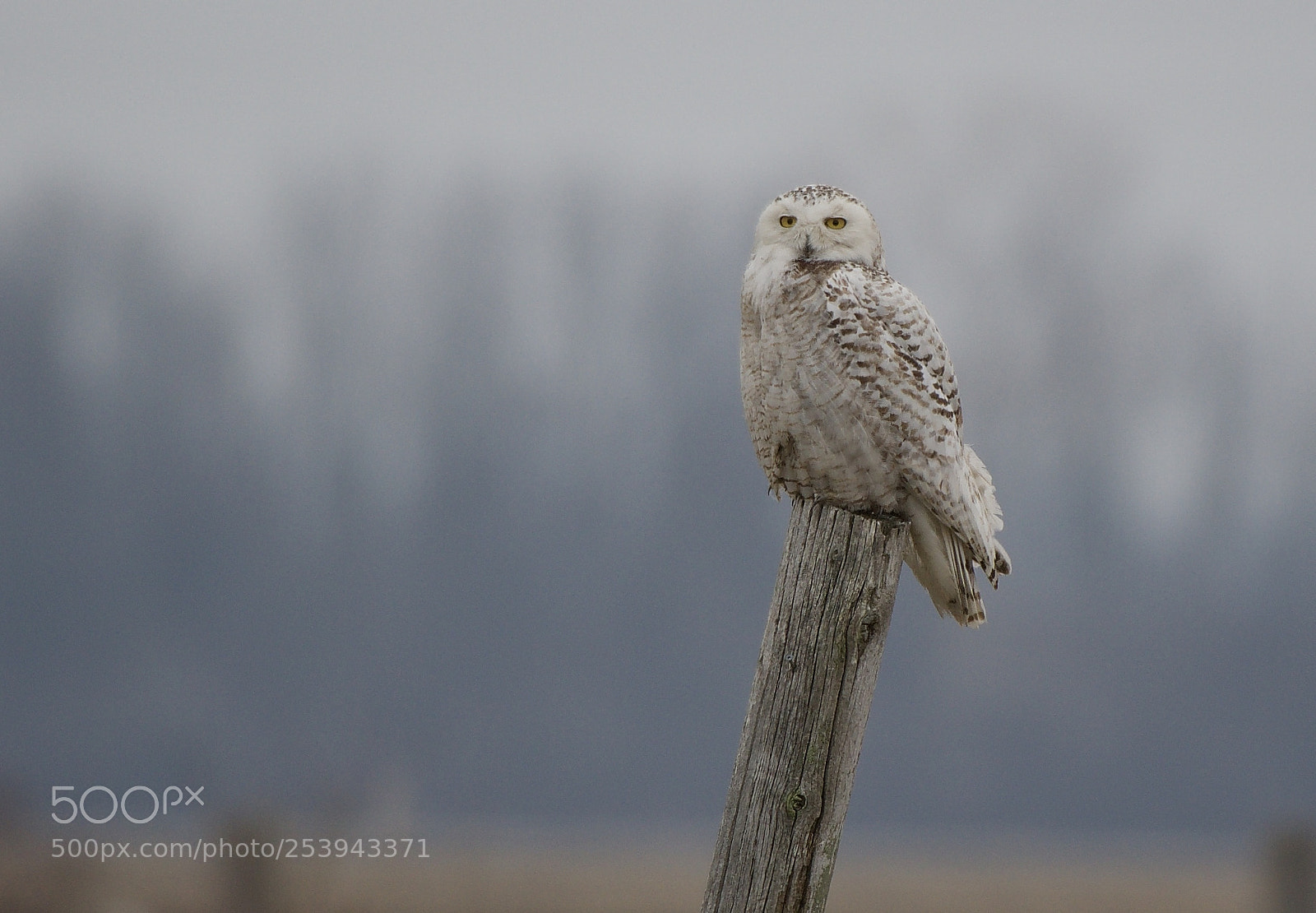 Nikon D500 sample photo. Snowy owl on post 1 photography