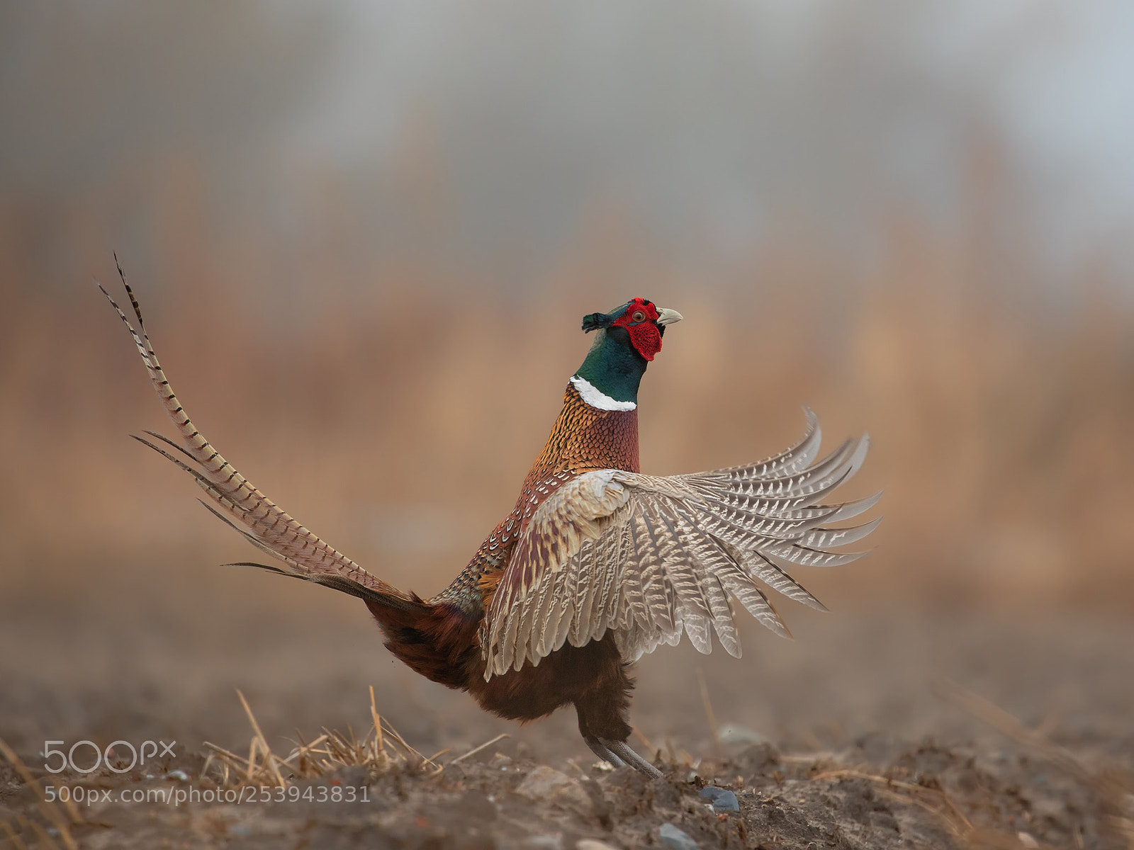 Canon EOS 5D Mark IV sample photo. Pheasant photography
