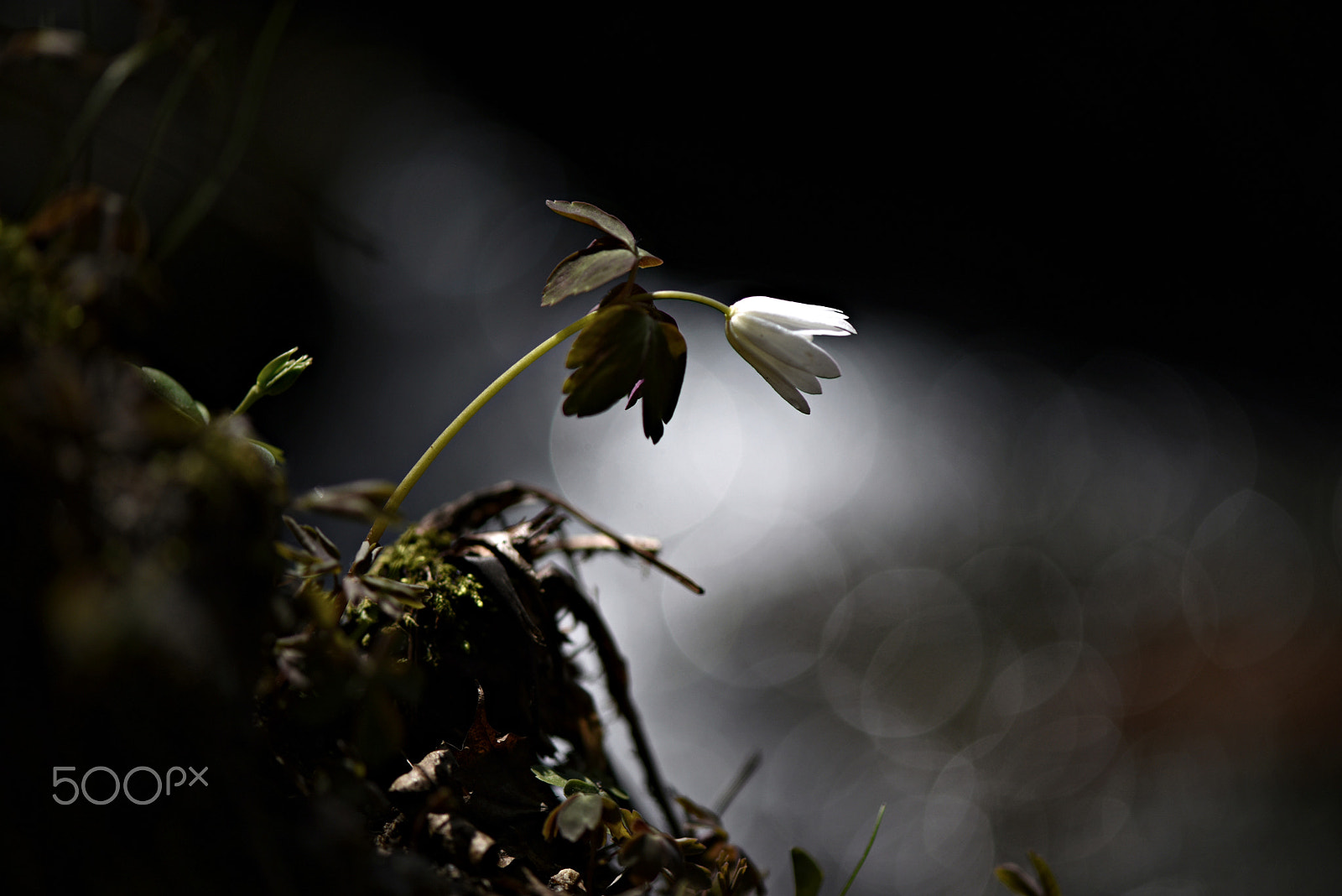 Nikon AF-S Micro-Nikkor 105mm F2.8G IF-ED VR sample photo. Wildflowers(radde anemone) photography