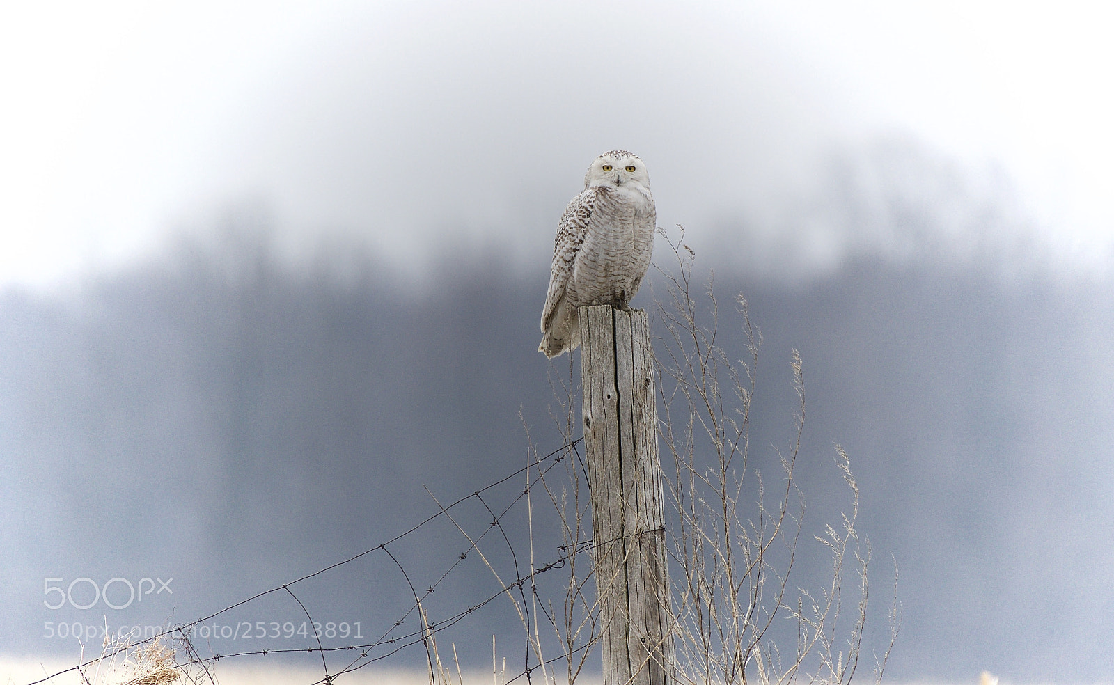 Nikon D500 sample photo. Snowy owl on fencepost 2 photography