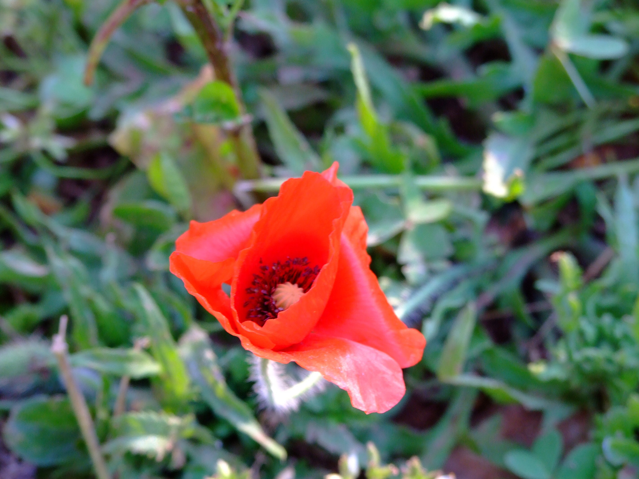 Fujifilm FinePix S6500fd sample photo. Signal from the spring photography