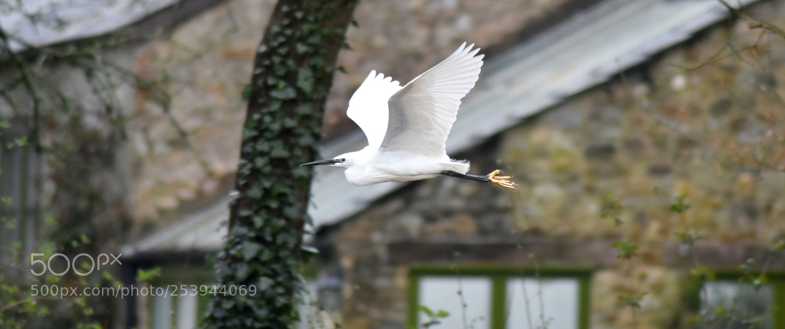 Nikon D3400 sample photo. Little egret in flight photography