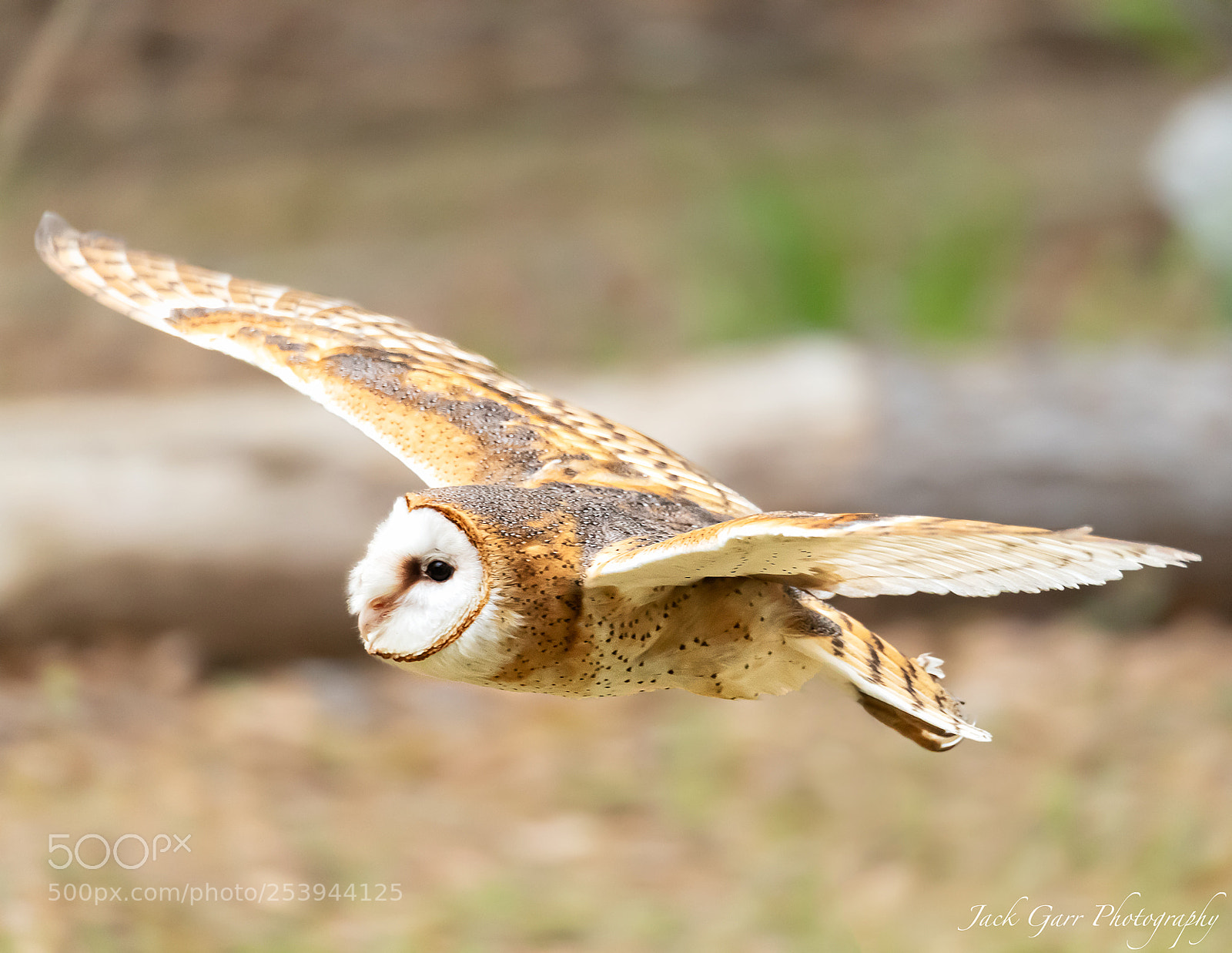 Canon EOS-1D X Mark II sample photo. Barn owl in flight photography