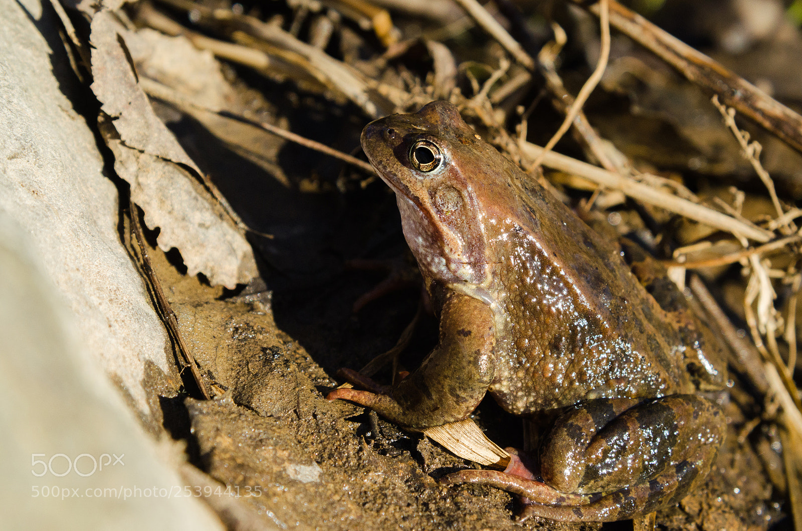 Nikon D5100 sample photo. Break photography
