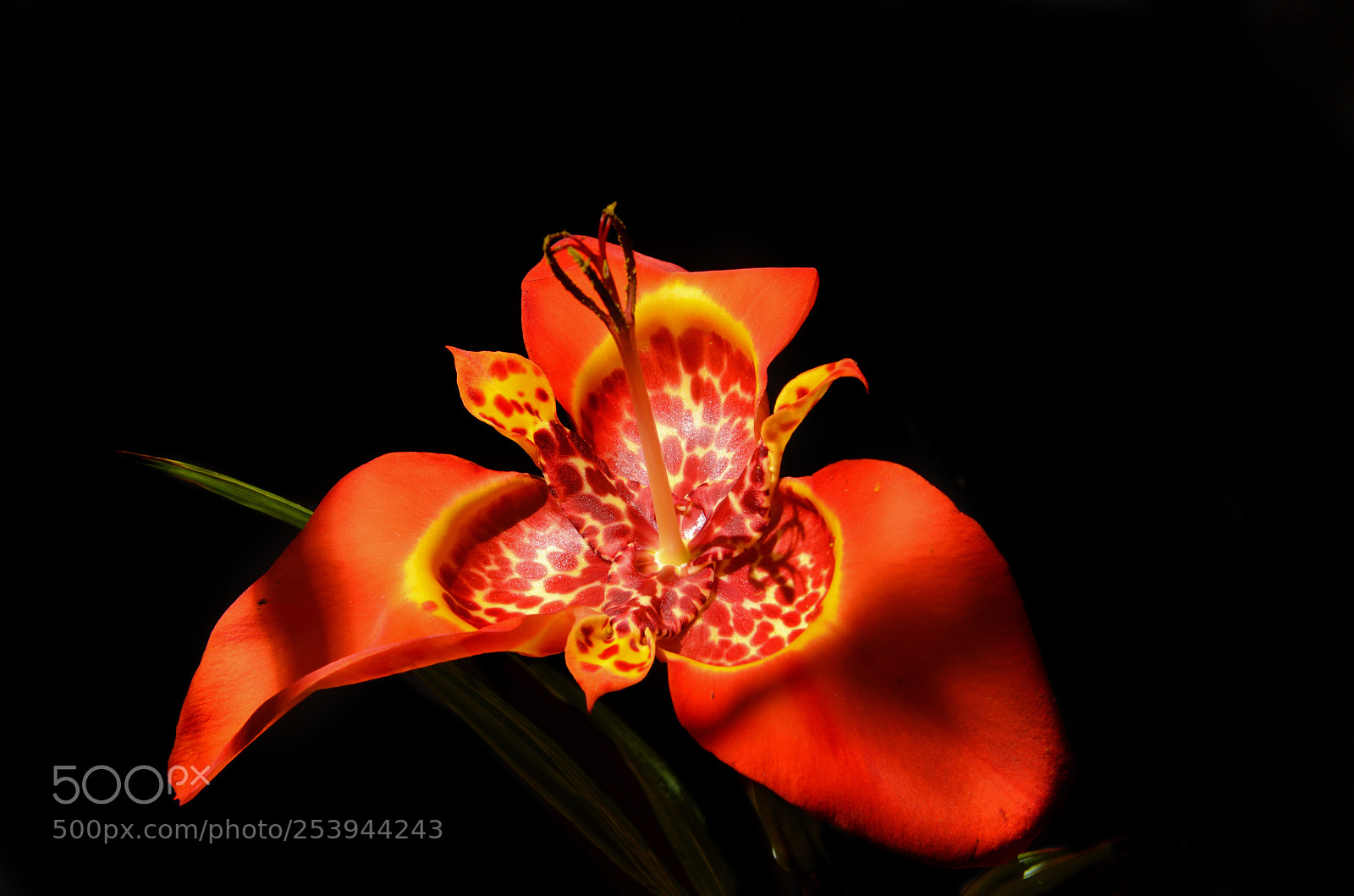 Nikon D5100 sample photo. Orquidea photography