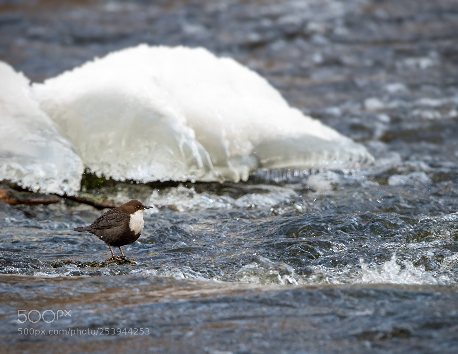 Nikon D800E sample photo. A white-throated dipper fishing photography