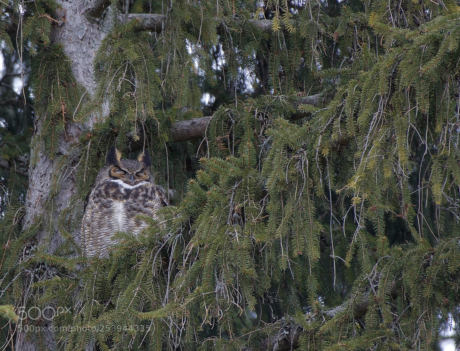Nikon D500 sample photo. Great horned owl photography