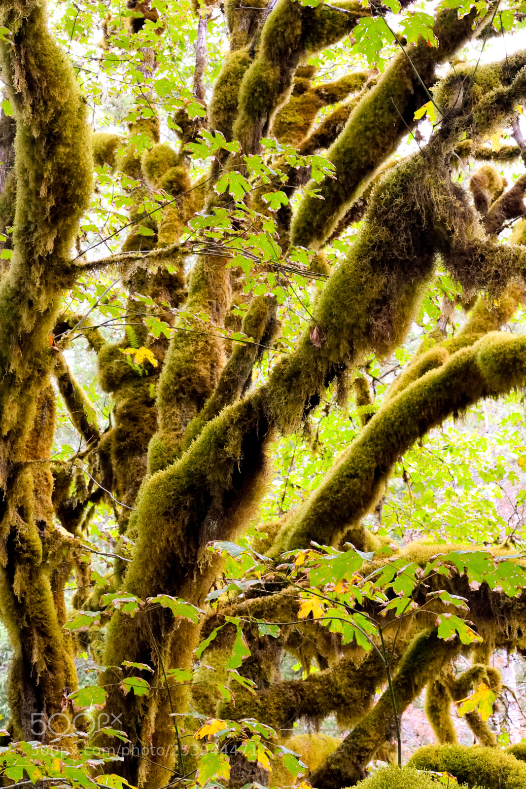 Nikon D3300 sample photo. Tree of moss photography