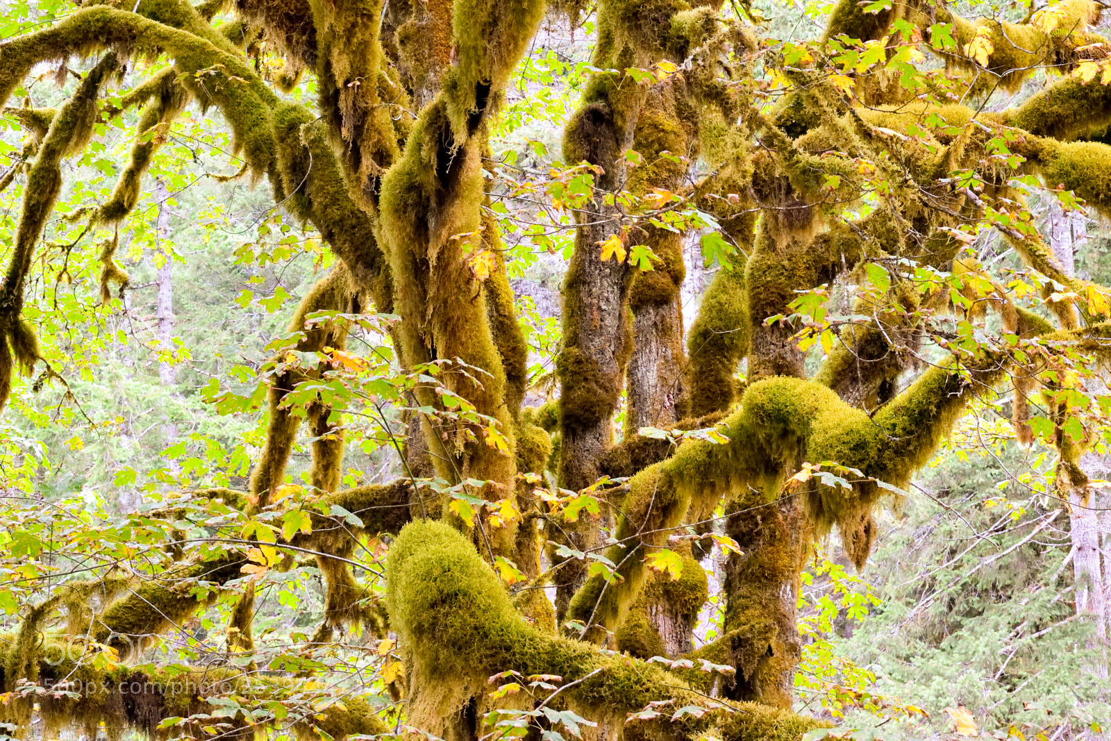 Nikon D3300 sample photo. Moss tree photography